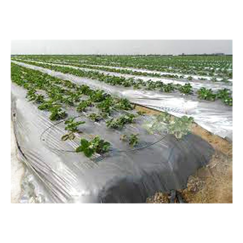FILM MULCH ROLLO 1.2X1500X25MU/ SOTRAFILM BN